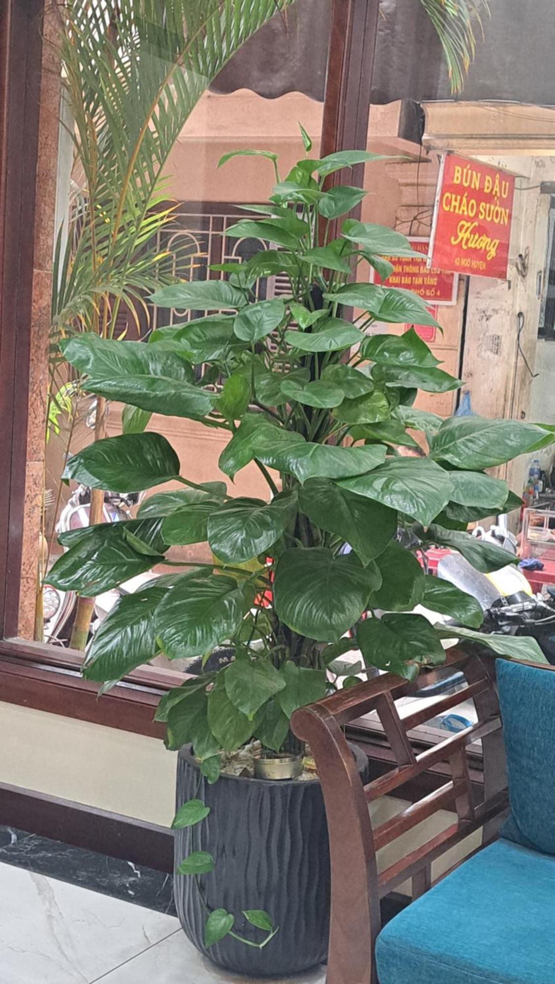 Hanvet Boutique Hotel Hanoi Eksteriør billede